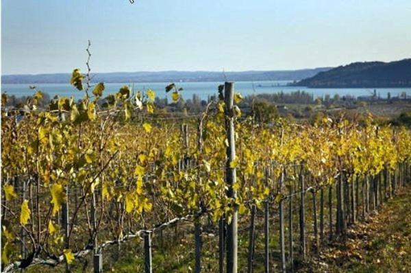 Koczor Winery & Guesthouse Balatonfured Luaran gambar