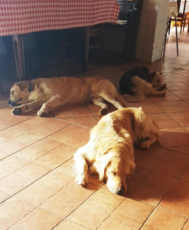 Koczor Winery & Guesthouse Balatonfured Luaran gambar